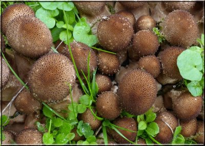 Gem-studded Puffballs  (Lycoperdon perlatum)