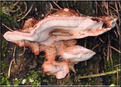 Fomitopsis cajanderi