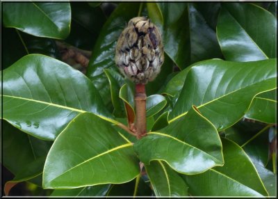 Magnolia Seedpod