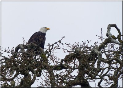 On top of the Oak Tree