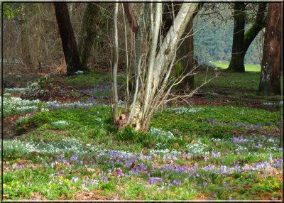 Spring Flowers