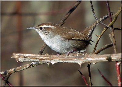 Bewick's Wren