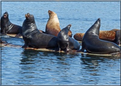 The California Sea Lion Chorus