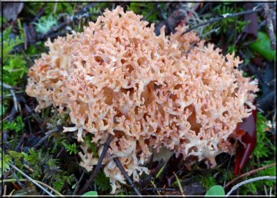 Clustered Coral (Ramaria botrytis)