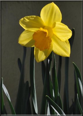 The Last Daffodil