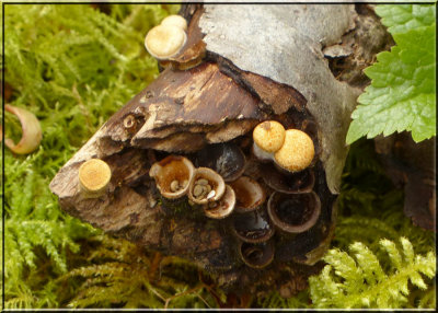 Birds Nest Fungi