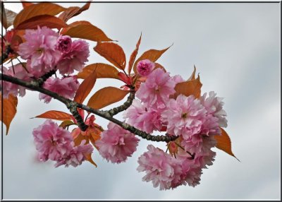 Japanese Flowering Cherry