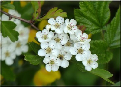 Hawthorn