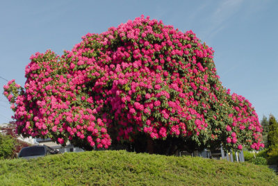 Rhododendron Cynthia - Ladysmith
