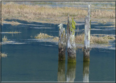 Aging pilings