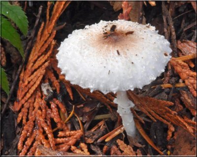 Shaggy-stalked Lepiota