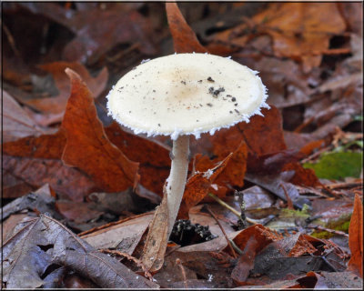 Stropharia ambigua