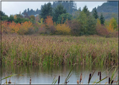 Autumn Colour