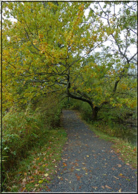 Trail under the Maple