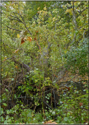 Two Fallen Oaks