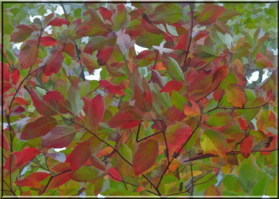 Red-osier Dogwood