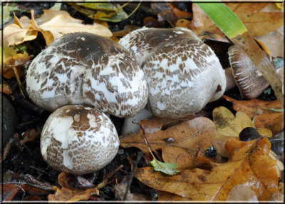 Agaricus meleagris