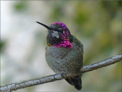 Papa Hummingbird