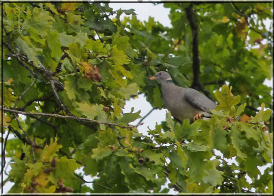 Band-tailed Pigeon