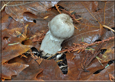 Cortinarius?