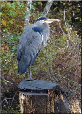 Henry the Heron