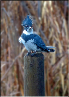 Kingfisher 