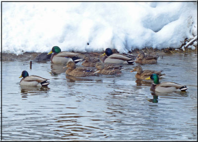 A Chilly Swim