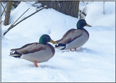 A Walk in the Snow