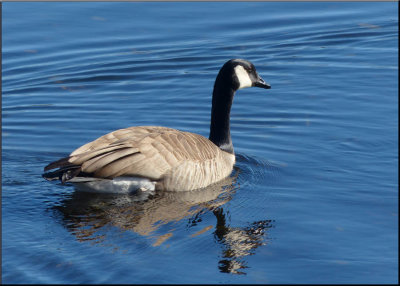 Goosey Gander