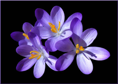 Cynthia's Crocus