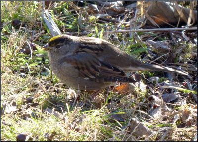 Gold-crowned Sparrow