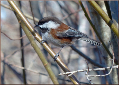 Chickadee