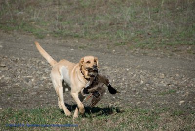 DSC_0184_TomWatson.jpg