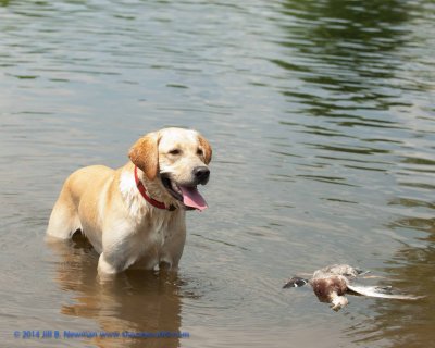 DSC_0363_TomWatson_2012_0701_SBGRC.jpg