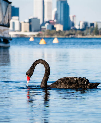 Swan on the Swan