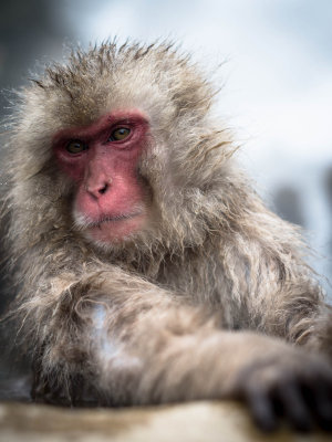 Japan 2014 Snow Monkeys