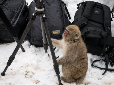 Japan Winter/Spring 2014 Snow Monkeys, Yamanouchi Japan