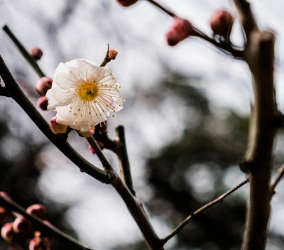 Japan Winter/Spring 2014
