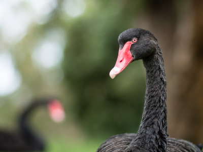 Black Swan