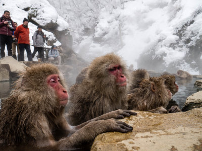 Japan 2014 Snow Monkeys