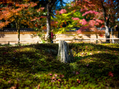 Kinkakuji  gardens, Kyoto, Japan