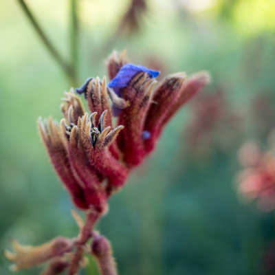 Kangaroo Paw. Perth, Australia