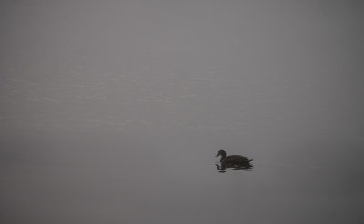 Alone in the fog. Matilda Bay, Perth, Western Australia
