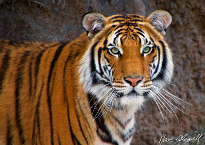 Point Defiance Tiger