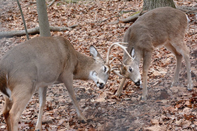 DSC_2276_sprg.jpg