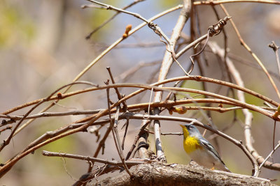 Saturday birds