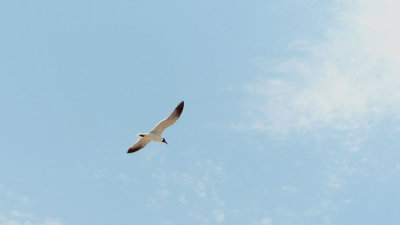 L1030714_gull.jpg