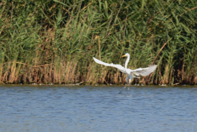 Jamaica Bay Wildlife Refuge