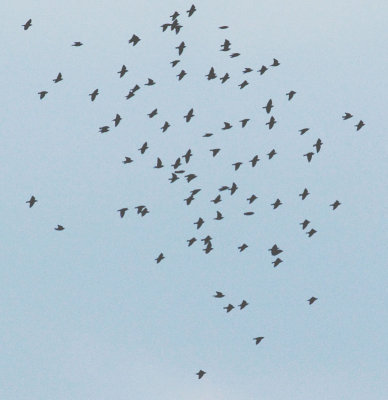 DSC_7500_ID_crop2.jpg