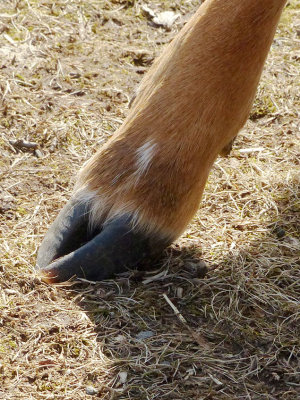 L1070872_hoof_crop.jpg